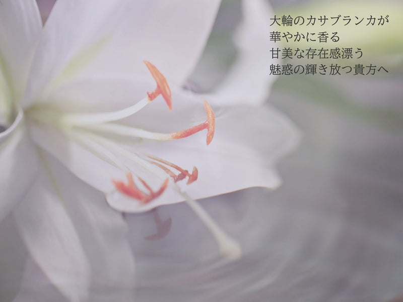 Moisture Fragrance | Mellow CA set